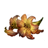 Erdleaf Flower-image